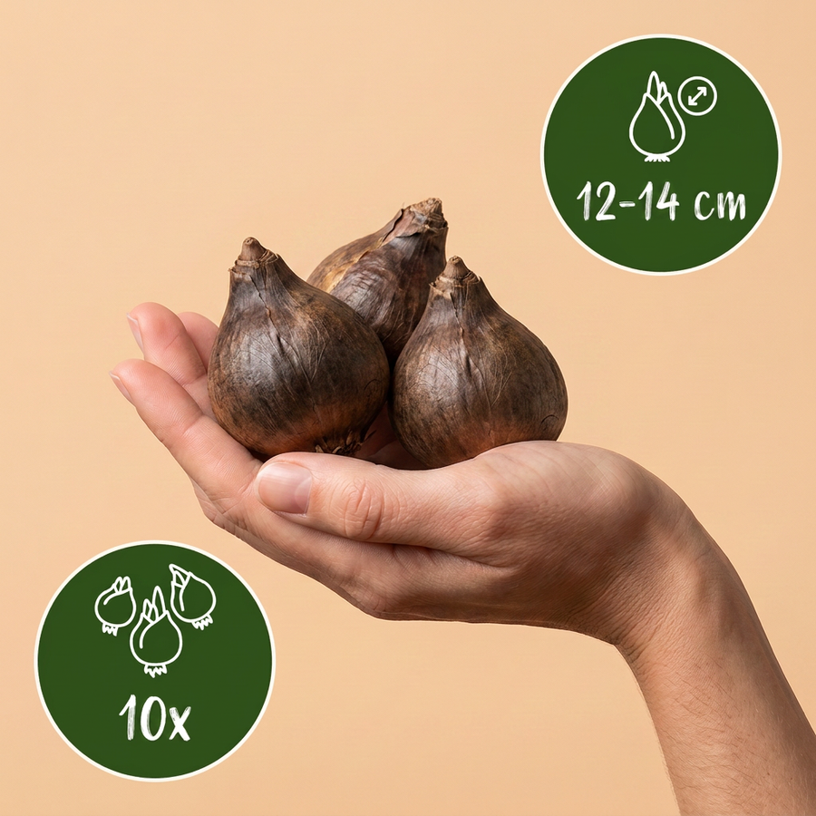 Camassiabollen Leichtlinii Mix — blauw en wit, 10 stuks (bolmaat 12/14)