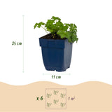 Green boutiQ - Vasteplant - Geranium cant. Cambridge - Ooievaarsbek - Bodembedekkend - Licht Roze - 12 Planten - Pot 11cm - Hoogte 15-25cm