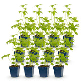 Green boutiQ - Vasteplant - Delphinium (P) Blue Bird - Ridderspoor - Bijen en Vlinderlokkers - Blauw - 12 Planten - Pot 11cm - Hoogte 15-25cm