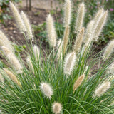 Green boutiQ - Grassen - Pennisetum alop. Little Bunny - Lampenpoetsergras - Met Pluim - Groen - 1 Plant - Pot 11cm - Hoogte 15-25cm