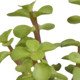 Cactus en vetplanten mix 5.5 cm | 15 stuks - in witte pot