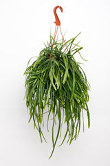 Lepismium Bolivianum - Ø17cm - ↕25cm