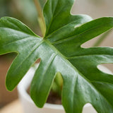 Green boutiQ - Kamerplant - Philodendron - Philodendron Lacerum - Groen - Weinig onderhoud - 1 Plant - met Potter Wit - Pot 19cm - Hoogte 65cm