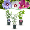Green boutiQ - Heesters - Hibiscus syriacus Tricolour - Bloem Roze, Wit en Blauw - 3 Planten - Bladverliezend - Weinig Onderhoud - Pot 17cm Hoogte 45cm