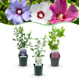 Green boutiQ - Heesters - Hibiscus syriacus Tricolour - Bloem Roze, Wit en Blauw - 3 Planten - Bladverliezend - Weinig Onderhoud - Pot 17cm Hoogte 45cm
