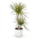 Green BoutiQ - Kamerplanten - Dracaena Sunray - Drakenbloedboom - Weinig onderhoud - Groen - 1 Plant - met Potter Wit - Pot 21cm - Hoogte 90-100cm