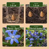 400x Scilla Siberica - Siberische sterhyacint - Blauw - Verwilderingsbol - Bolmaat 7/8