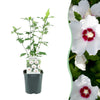 Green boutiQ - Heesters - Hibiscus syriacus Red Heart- Bloem Wit Met Rood Hart - 1 Plant - Bladverliezend - Weinig Onderhoud - Pot 17cm Hoogte 45cm