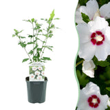 Green boutiQ - Heesters - Hibiscus syriacus Red Heart- Bloem Wit Met Rood Hart - 1 Plant - Bladverliezend - Weinig Onderhoud - Pot 17cm Hoogte 45cm