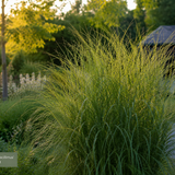 6x Miscanthus sinensis ‘Gracillimus’ – Elegant prachtriet met sierlijk overhangend blad | Potmaat 12 cm