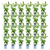 Green boutiQ - 24x Prunus laur. Novita - Laurierkers - Haagplanten - Groenblijvend - Groen - Pot 9cm - Hoogte 25-35cm