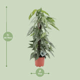Epipremnum Pinnatum Cebu Blue - Ø17cm - ↕65cm