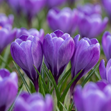 60x Crocus Blue - Blauwe krokus - Blauw - Verwilderingsbol - Bolmaat 7/8