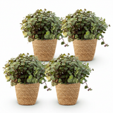 Green boutiQ - Kamerplant - Calissia repens - Kattengras - Huisdiervriendelijk - Groen - 4 Planten - met Mand - Pot 12cm - Hoogte 17-20cm