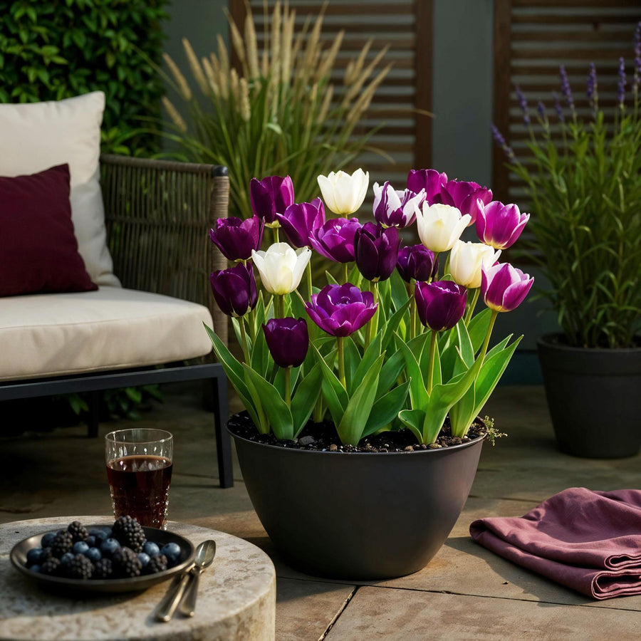 Tulpenbollen Blueberry mix — gemengde kleuren, 12 stuks (bolmaat 11/12)