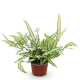 Green boutiQ - Kamerplant - Pteris cretica Albolineata - Lintvaren - Huisdiervriendelijke Plant - Groen - 1 Plant - Pot 12cm - Hoogte 20cm