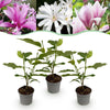 Green boutiQ - Tuinplant - Magnolia Tricolour - Bloem Wit-Roze-Paars - 3 Planten - Bladverliezend - Weinig Onderhoud - Pot 12cm Hoogte 30cm