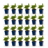 Green boutiQ - Vasteplant - Persicaria ampl. Rosea - Duizendknoop - Schaduw - Roze - 24 Planten - Pot 11cm - Hoogte 15-25cm