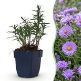 Green boutiQ - Vasteplant - Aster (D) Mittelmeer - Zeeaster - Bijen en Vlinderlokkers - Paars - 24 Planten - Pot 11cm - Hoogte 15-25cm