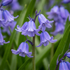 40x Hyacinthoides non Scripta - Wilde hyacint - Blauw - Verwilderingsbol - Bolmaat 7/8