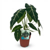 Green boutiQ - Kamerplant - Olifantsoor - Alocasia Frydek - Groen - Weinig onderhoud - 1 Plant - Pot 19cm - Hoogte 60cm