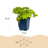 Green boutiQ - Vasteplant - Geranium macrorrhizum - Ooievaarsbek - Bodembedekkend - Roze - 6 Planten - Pot 11cm - Hoogte 15-25cm