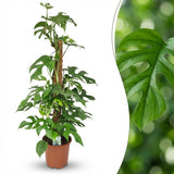 Green boutiQ - Kamerplant - Mini Gatenplant - Monstera Minima Mosstok - Groen - Weinig onderhoud - 1 Plant - Pot 19cm - Hoogte 90cm