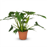 Green boutiQ - Kamerplant - Philodendron - Philodendron Lacerum - Groen - Weinig onderhoud - 1 Plant - Pot 19cm - Hoogte 65cm