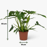Green boutiQ - Kamerplant - Philodendron - Philodendron Lacerum - Groen - Weinig onderhoud - 1 Plant - Pot 19cm - Hoogte 65cm