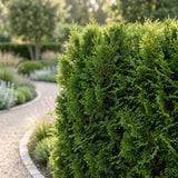 Green boutiQ - 24x Thuja occidentalis Smaragd - Levensboom - Haagplanten - Groenblijvend - Groen - Pot 9cm - Hoogte 20-30cm