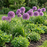 10x Allium Gladiator - Sierui - Paars - Zomerbloeier - Bolmaat 16/18