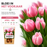 Tulpenbollen Apricot Delight — abrikoosroze tulp, 20 stuks (maat 11/12)