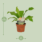 Asplenium Nidus - Ø12cm - ↕35cm