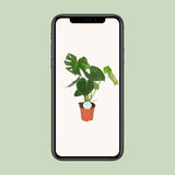Monstera Deliciosa- Ø17cm - ↕55cm
