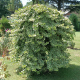 Green boutiQ - Klimplant - Hedera helix Glacier -Blad Bont - Groenblijvend - 2 planten - Pot 11cm Hoogte 40cm