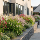 Green boutiQ - Vasteplant - Persicaria Tricolour - Duizendknoop - Schaduw - Rood - Roze - Wit - 6 Planten - Pot 11cm - Hoogte 15-25cm