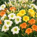 Green boutiQ - Vasteplant - Hemerocallis Tricolour - Daglelie - Bijen- en vlinderlokkers - Creme - Geel - Rood - 24 Planten - Pot 11cm - Hoogte 15-25cm
