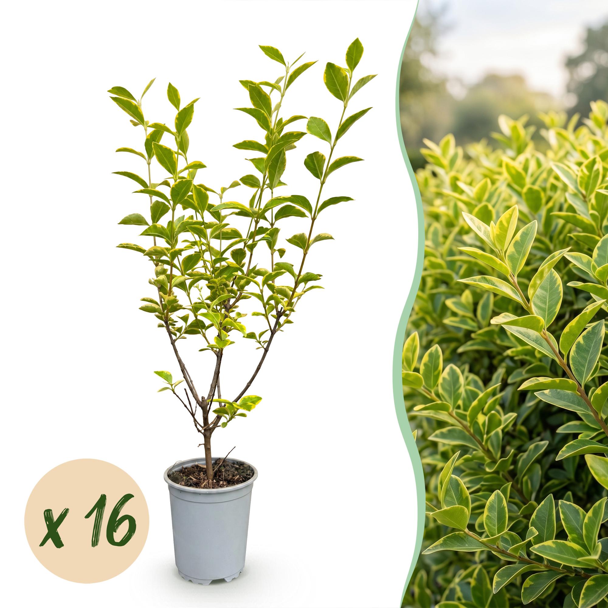 Green boutiQ - 16x Ligustrum ovalifolium Aureum - Bontbladige Liguster - Haagplanten - Groenblijvend - Bont - Pot 9cm - Hoogte 35-45cm