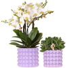 Kolibri Orchids | Plantenset Poppy Paars | Witte Lausanne orchidee 12 cm + groene plant 9 cm incl. sierpotten – vers van de kweker
