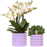 Kolibri Orchids | Plantenset Poppy Paars | Witte Lausanne orchidee 12 cm + groene plant 9 cm incl. sierpotten – vers van de kweker