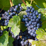 Green boutiQ - Fruitplant - Vitis vinifera Regent - Druivenplant - Geent - Blauwe Druif - 2 Planten - Pot 15cm - Hoogte 50cm