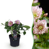Green boutiQ - Tuinplant - Lenten Rose - Helleborus orientalis Double Ellen Pink - Roze Bloem -1 Plant - Groenblijvend - Pot 14cm Hoogte 35cm