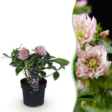 Green boutiQ - Tuinplant - Lenten Rose - Helleborus orientalis Double Ellen Pink - Roze Bloem -1 Plant - Groenblijvend - Pot 14cm Hoogte 35cm