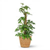Green boutiQ - Kamerplant - Mini Gatenplant - Monstera Minima Mosstok - Groen - Weinig onderhoud - 1 Plant - met Mand - Pot 19cm - Hoogte 90cm