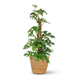 Green boutiQ - Kamerplant - Mini Gatenplant - Monstera Minima Mosstok - Groen - Weinig onderhoud - 1 Plant - met Mand - Pot 19cm - Hoogte 90cm