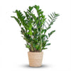 Zamioculcas Zamiifolia met Zeegras mand naturel- 80cm - Ø21