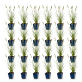 Green boutiQ - Grassen - Pennisetum alop. Hameln - Lampenpoetsergras - Met Pluim - Groen - 24 Planten - Pot 11cm - Hoogte 15-25cm