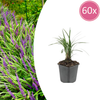 60x Liriope muscari 'Moneymaker' - ↕10-25cm - Ø9cm