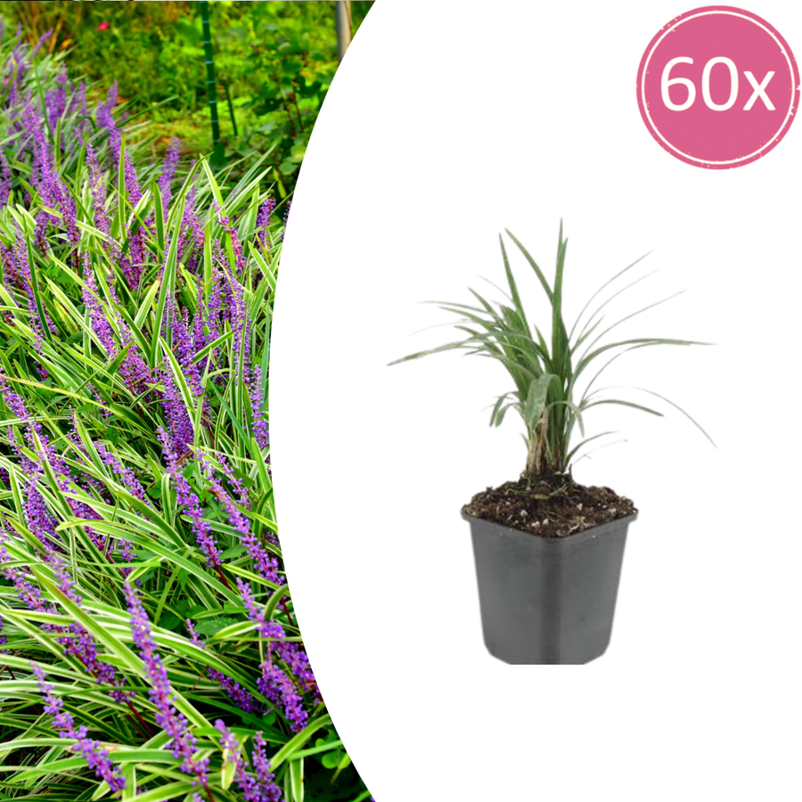 Liriope muscari 'Moneymaker' – 60 planten · pot Ø9 cm · 10-25 cm hoog