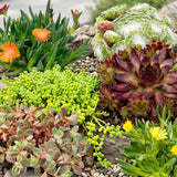 24x - Alpine mix - Ø7cm - ↕10-12cm